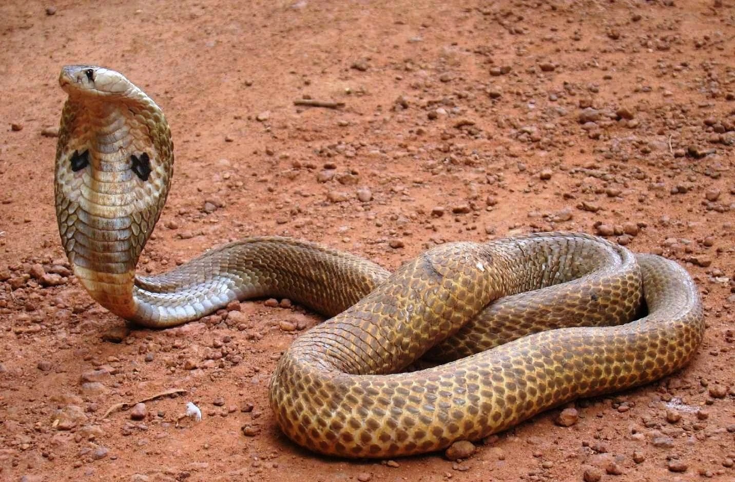 Toddler Bites Cobra to Death in Shocking Survival Incident in Bihar